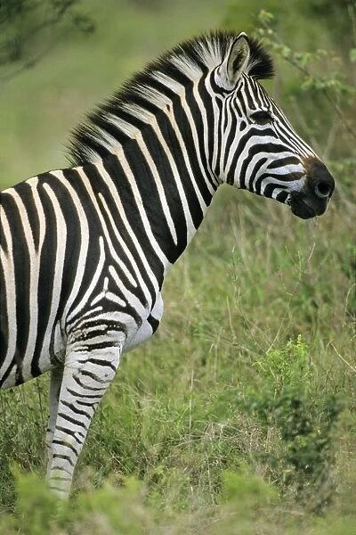 Burchell's  /  Common Zebra - Portrait, Kruger national park, S. Africa