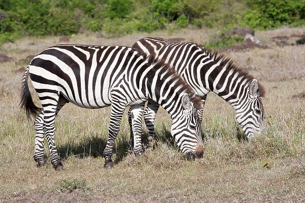 Burchell's  /  Plains  /  Common Zebra - Grazing on savannah plains - Maasai Mara North Reserve Kenya