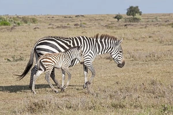 Burchell's  /  Plains  /  Common Zebra - Mare and foal on savannah plains - Maasai Mara North Reserve Kenya
