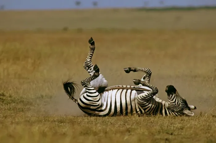 Framed Print : Burchell's / Plains / Common Zebra - rolling on back - Masai Mara National Reserve - Kenya JFL09392 Framed Print : Burchell's / Plains / Common Zebra - rolling on back - Masai Mara National Reserve - Kenya JFL09392