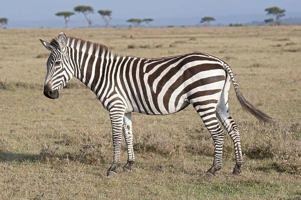 Burchell's  /  Plains  /  Common Zebra - On savannah plains Maasai Mara North Reserve Kenya