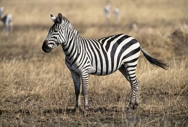 Burchell's  /  Plains  /  Common Zebra Serengeti, Tanzania, Africa