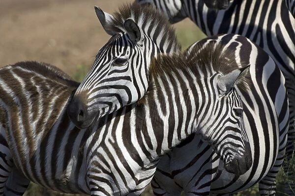 Burchell's  /  Plains  /  Common Zebra Serengeti National Park, Tanzania