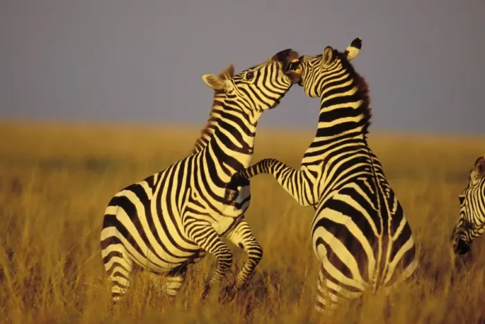 Framed Print : Burchell's / Plains / Common Zebra - stallions, Dominance behavior. Serengeti National Park, Tanzania. May. 3MB778 Framed Print : Burchell's / Plains / Common Zebra - stallions, Dominance behavior. Serengeti National Park, Tanzania. May. 3MB778