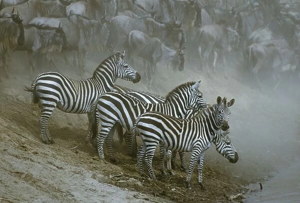 Burchell's  /  Plains  /  Common Zebras Group together by waterhole Maasai Mara, Kenya, Africa