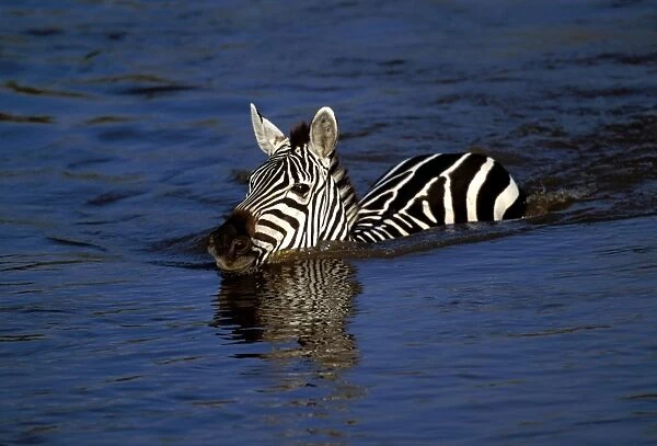 Burchells  /  Plains  /  Common Zebras - in water