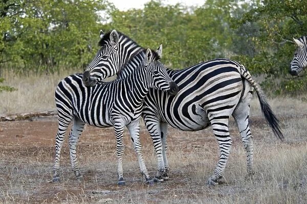 Burchell's  /  Plains Zebra - mare resting chin on foal. Letaba, Kruger National Park, South Africa