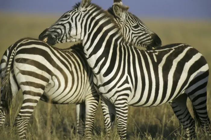 Framed Print : Burchell's or Plains Zebras TOM 582 Grooming one another - Serengeti National Park, Tanzania. Equus burchelli © Tom & Pat Leeson / ardea. com Framed Print : Burchell's or Plains Zebras TOM 582 Grooming one another - Serengeti National Park, Tanzania. Equus burchelli © Tom & Pat Leeson / ardea. com