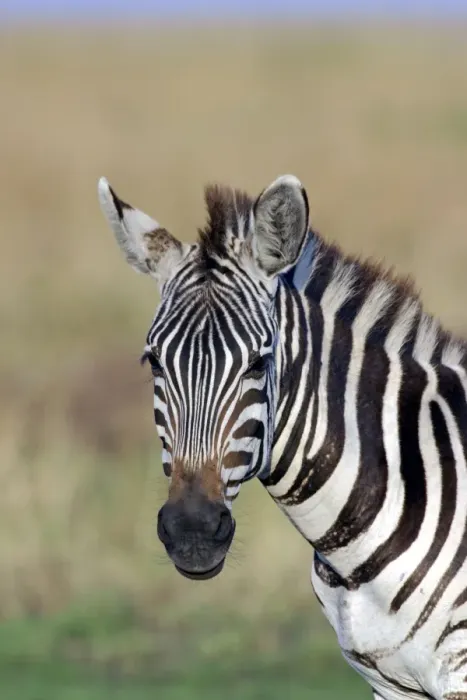 Framed Print : Burchell's Zebra Framed Print : Burchell's Zebra