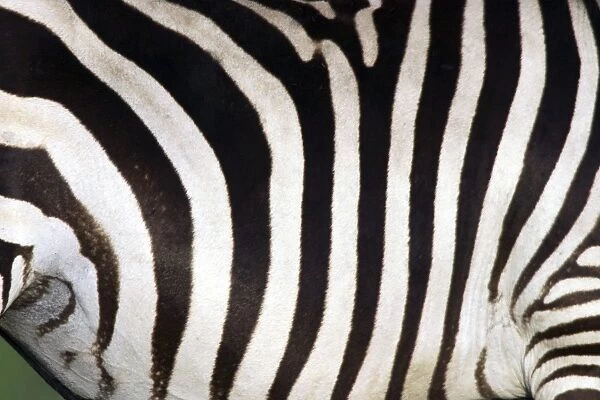 Burchell's Zebra - close-up of stripes. Africa
