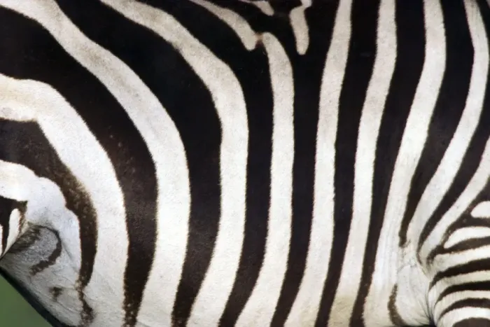 Framed Print : Burchell's Zebra - close-up of stripes. Africa Framed Print : Burchell's Zebra - close-up of stripes. Africa