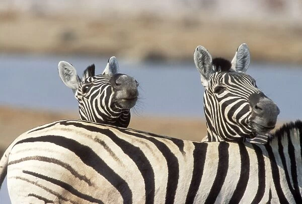 Burchell's Zebra Etosha National Park, Namibia, Africa