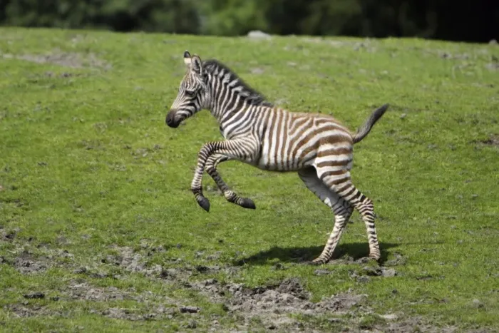 Framed Print : Burchell's Zebra - foal running across meadow, Emmen, Holland Framed Print : Burchell's Zebra - foal running across meadow, Emmen, Holland
