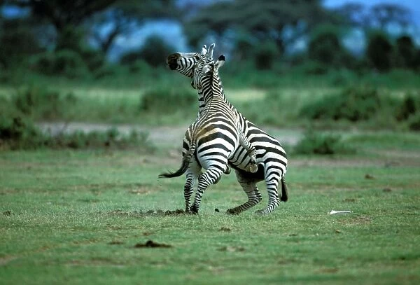 Burchell's Zebra Maasai Mara, Africa