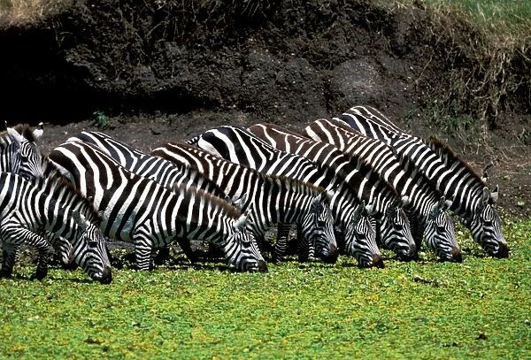 Burchell's Zebra Maasai Mara, Africa