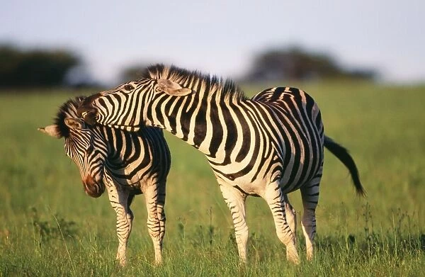 Burchell's Zebra - Pair interacting KwaZulu-Natal Midlands, South Africa
