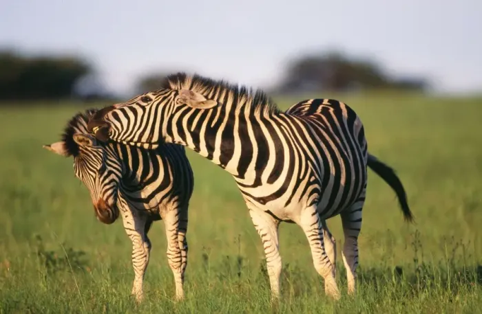 Framed Print : Burchell's Zebra - Pair interacting KwaZulu-Natal Midlands, South Africa Framed Print : Burchell's Zebra - Pair interacting KwaZulu-Natal Midlands, South Africa