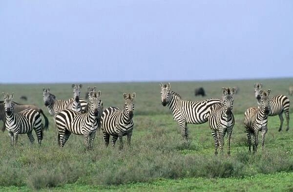 Burchell's Zebra - Tanzania Africa