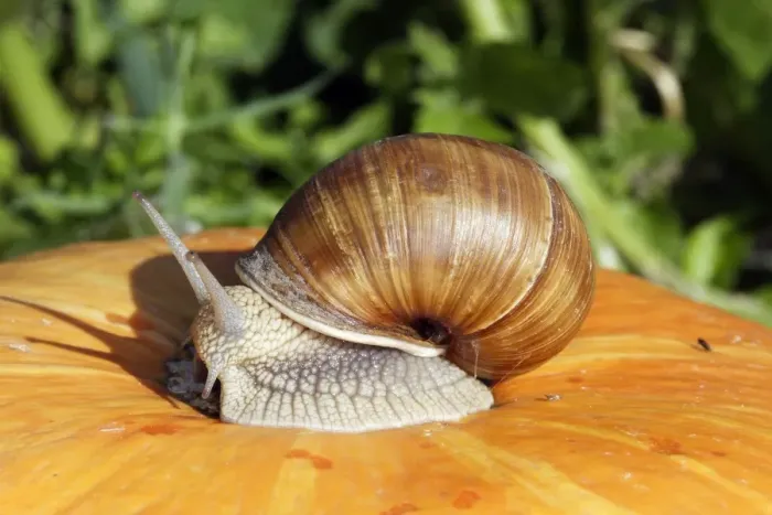 Framed Print : Burgundy Snail - edible snail. Alsace - France Framed Print : Burgundy Snail - edible snail. Alsace - France