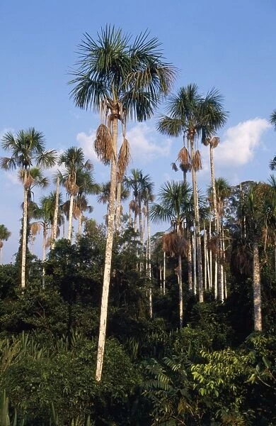 Buriti Palm Trees Rainforest, Amazon Basin, Manu National Park, Peru