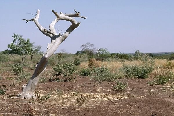 Burkina Faso - sahel tree, killed by continual