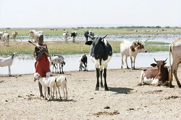 Burkina Faso West Africa - sahel boy & cattle