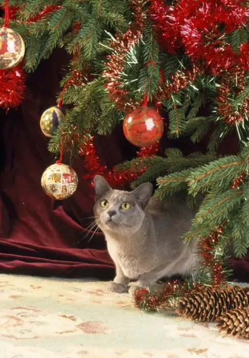 Framed Print : Burmese Cat - under Christmas tree Framed Print : Burmese Cat - under Christmas tree