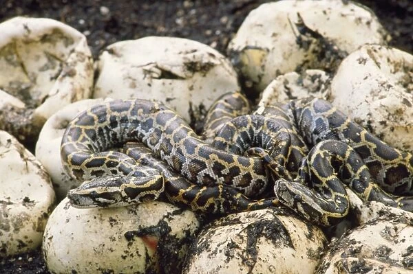 Burmese Python - hatchlings