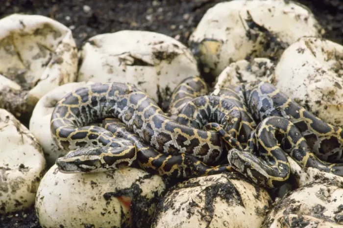 Framed Print : Burmese Python - hatchlings Framed Print : Burmese Python - hatchlings