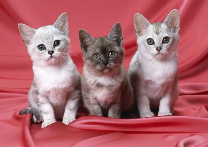 Framed Print : Burmilla Cat - kittens Framed Print : Burmilla Cat - kittens