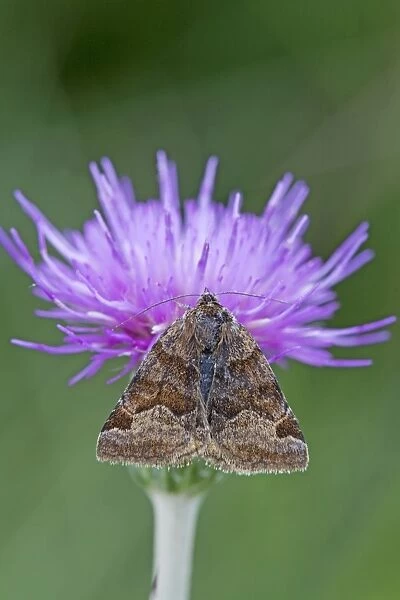 Burnet Companion Moth - on knapweed - UK