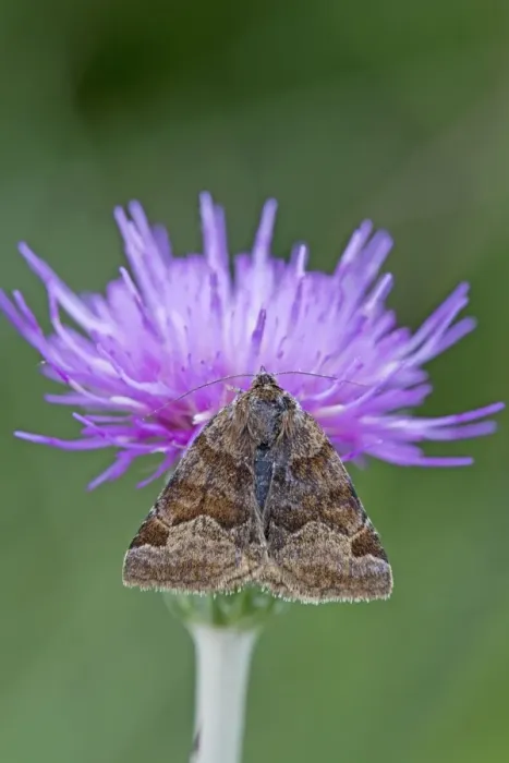 Framed Print : Burnet Companion Moth - on knapweed - UK Framed Print : Burnet Companion Moth - on knapweed - UK