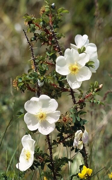 Burnet Rose - wild species