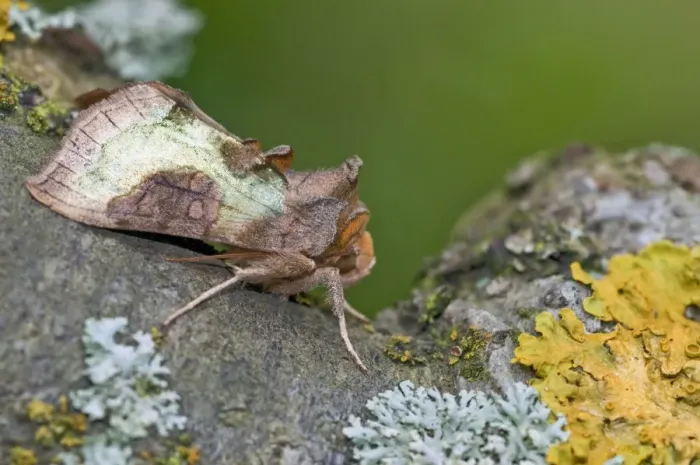 Framed Print : Burnished Brass Moth - on branch with lichens - Lincolnshire - England Framed Print : Burnished Brass Moth - on branch with lichens - Lincolnshire - England