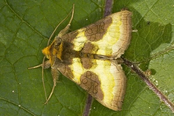 Burnished Brass moth (Diachrysia chrysitis), Dorset garden