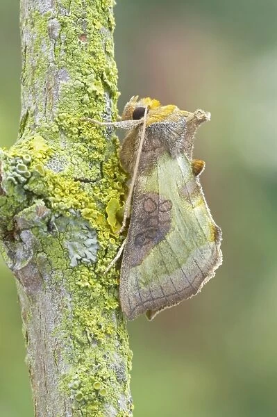 Burnished Brass Moth - Essex, UK IN000707