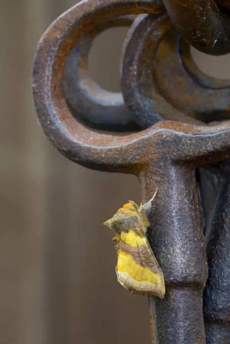 Framed Print : Burnished Brass Moth - on Ornamental Keys - UK Framed Print : Burnished Brass Moth - on Ornamental Keys - UK