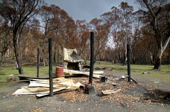 Framed Print : Burnt out Buckwong Hut JLR 47 Bush fire aftermath Near Mont Murphy - Alpine National Park, North East Victoria Australia © Jean-Marc La-Roque / ardea. com Framed Print : Burnt out Buckwong Hut JLR 47 Bush fire aftermath Near Mont Murphy - Alpine National Park, North East Victoria Australia © Jean-Marc La-Roque / ardea. com