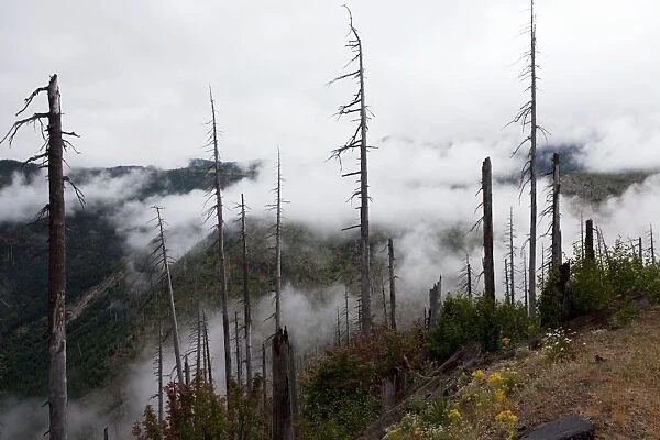 Burnt coniferous forest regenerating following eruption, on Mount St Helens National Park, Washington, USA, North America