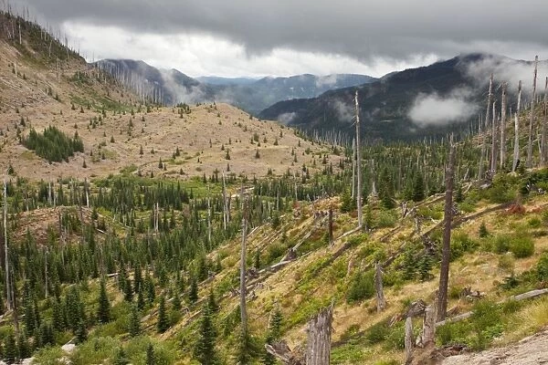 Burnt coniferous forest regenerating following eruption, on Mount St Helens National Park, Washington, USA, North America