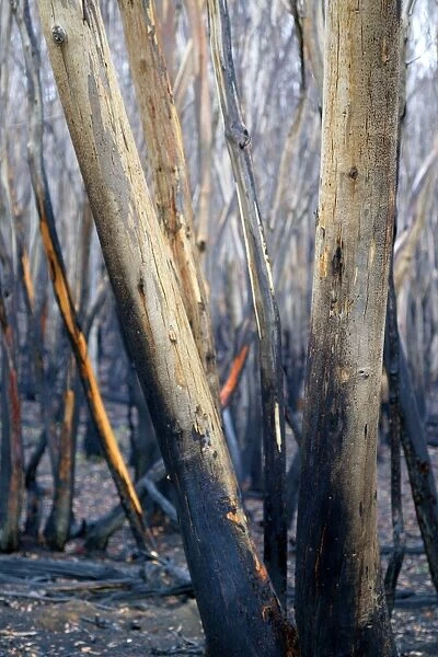 Burnt Eucalyptus Tree JLR 2 Dargo high plains - Alpine National Park, North East Victoria Australia © Jean-Marc La-Roque  /  ardea. com