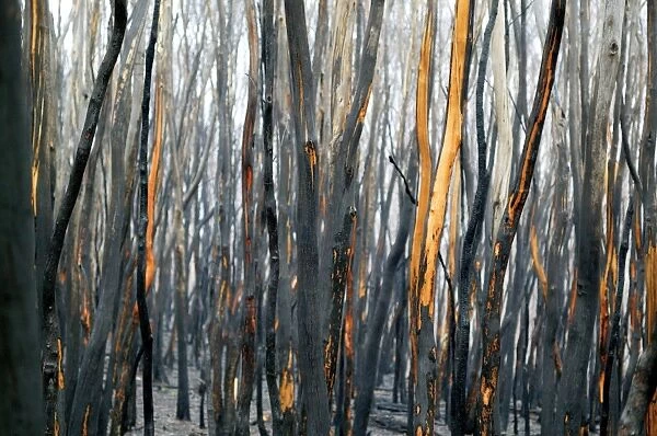 Burnt Eucalyptus Trees JLR 3 Dargo high plains - Alpine National Park, North East Victoria Australia © Jean-Marc La-Roque  /  ardea. com