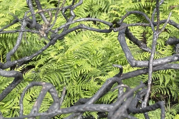 Burnt Gorse Stems - with Bracken in the background - Wales, UK