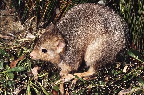 Burrowing Bettong  /  Boodie  /  Lesueurs Rat Kangaroo