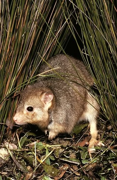 Burrowing Bettong  /  Boodie  /  Lesueurs Rat Kangaroo