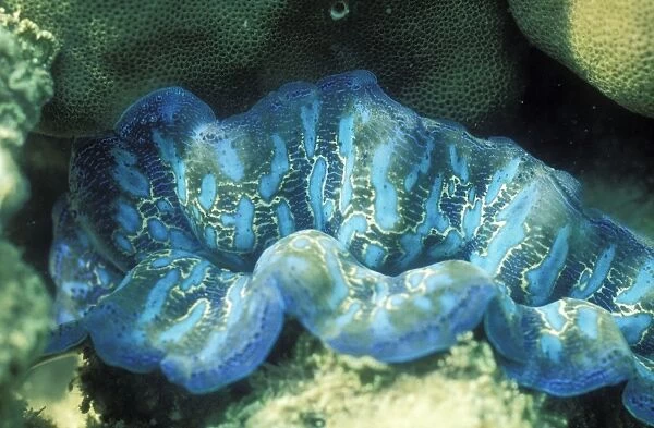 Burrowing Clam Orpheus Island, Great Barrier Reef, Australia