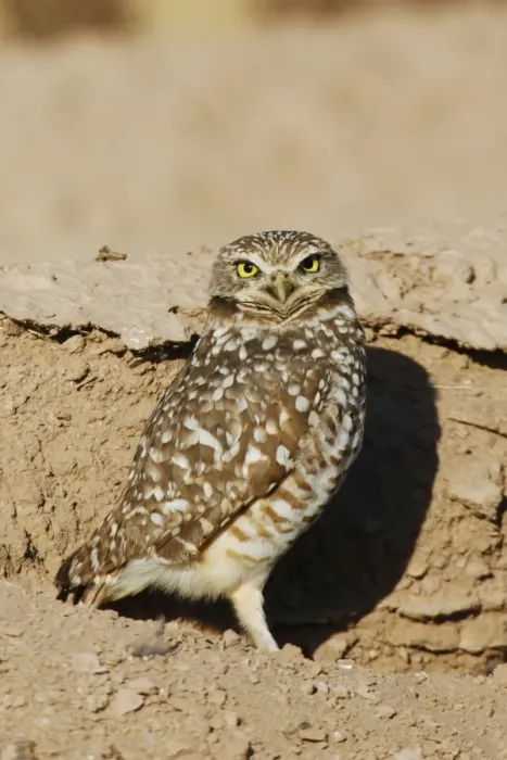 Framed Print : Burrowing Owl Framed Print : Burrowing Owl