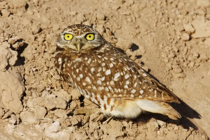 Framed Print : Burrowing Owl Framed Print : Burrowing Owl
