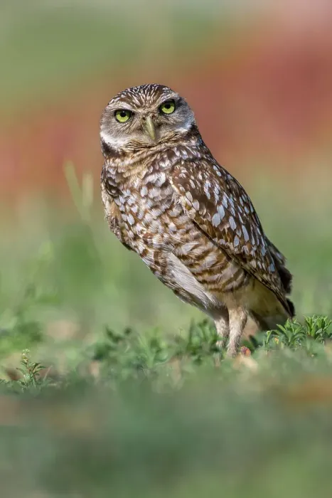 Framed Print : Burrowing owl, Cape Coral, Florida Date: 11-01-2019 Framed Print : Burrowing owl, Cape Coral, Florida Date: 11-01-2019