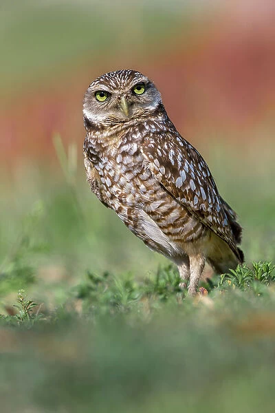 Burrowing owl, Cape Coral, Florida Date: 11-01-2019